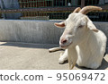 A goat relaxing in the sun on a sunny day 95069472