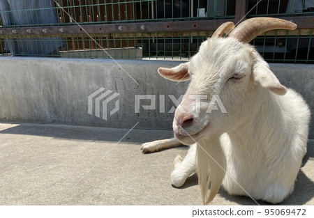 A goat relaxing in the sun on a sunny day 95069472