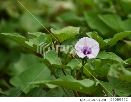 Sweet potato flowers like morning glory flowers Sweet potato flowers like morning glory flowers 95069552