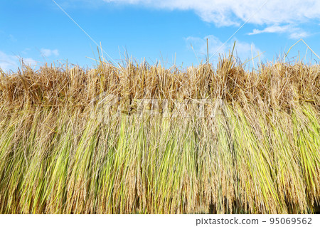 米飯乾燥 95069562