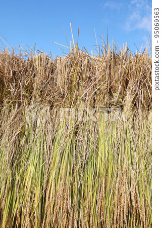 米飯乾燥 95069563