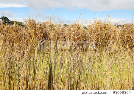 米飯乾燥 95069564