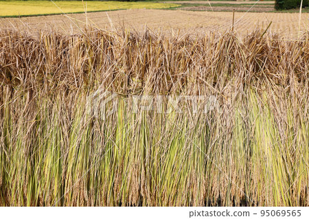 米飯乾燥 95069565