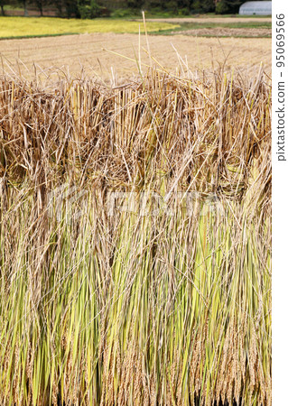 米飯乾燥 95069566