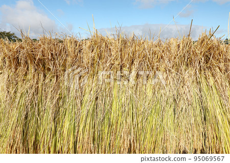 米飯乾燥 95069567