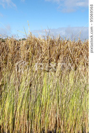 米飯乾燥 95069568