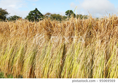 米飯乾燥 95069569