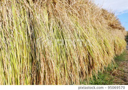 米飯乾燥 95069570