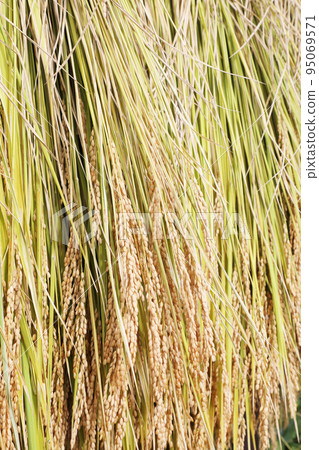 米飯乾燥 95069571