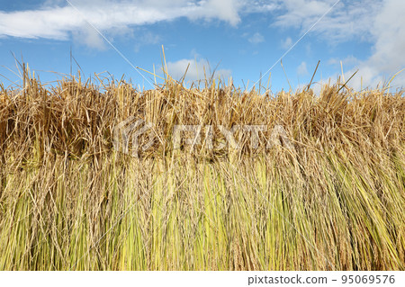 米飯乾燥 95069576