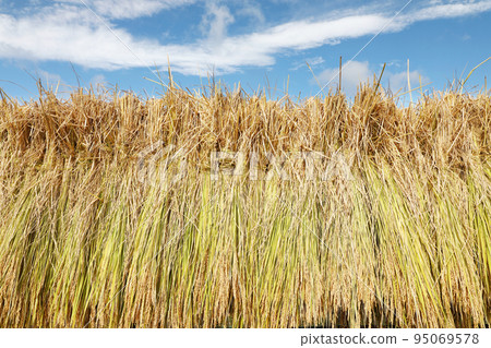 米飯乾燥 95069578