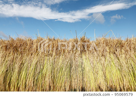 米飯乾燥 95069579