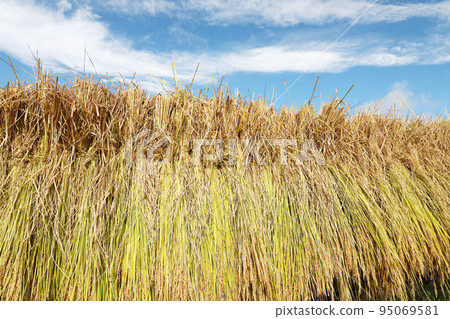 米飯乾燥 95069581