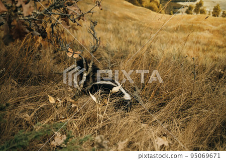 skunk in tall dry grass skunk in tall dry grass 95069671