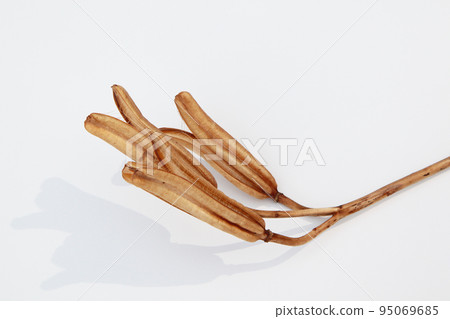 Easter lily shell that withers and becomes a seed and connects life to the next generation 95069685