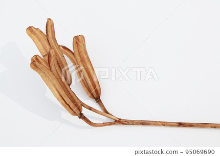 Easter lily shell that withers and becomes a seed and connects life to the next generation 95069690