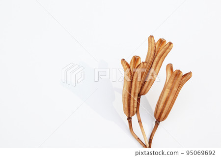 Easter lily shell that withers and becomes a seed and connects life to the next generation 95069692