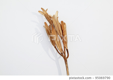 Easter lily shell that withers and becomes a seed and connects life to the next generation Easter lily shell that withers and becomes a seed and connects life to the next generation 95069790