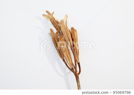 Easter lily shell that withers and becomes a seed and connects life to the next generation 95069796