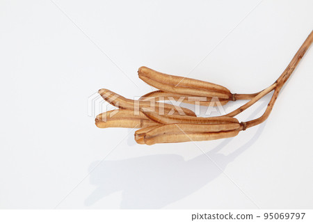 Easter lily shell that withers and becomes a seed and connects life to the next generation 95069797