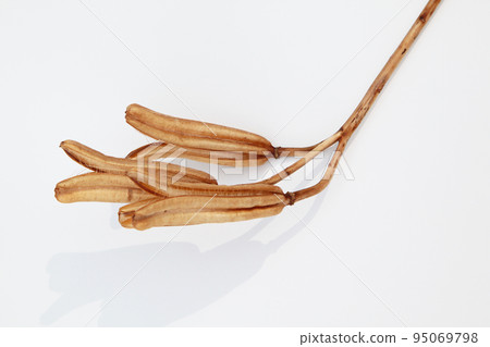 Easter lily shell that withers and becomes a seed and connects life to the next generation 95069798