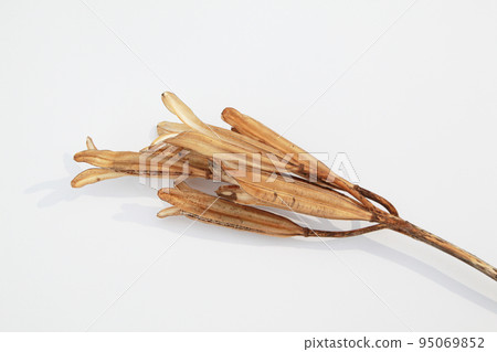 Easter lily shell that withers and becomes a seed and connects life to the next generation 95069852