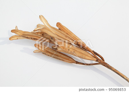 Easter lily shell that withers and becomes a seed and connects life to the next generation 95069853