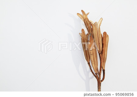 Easter lily shell that withers and becomes a seed and connects life to the next generation 95069856