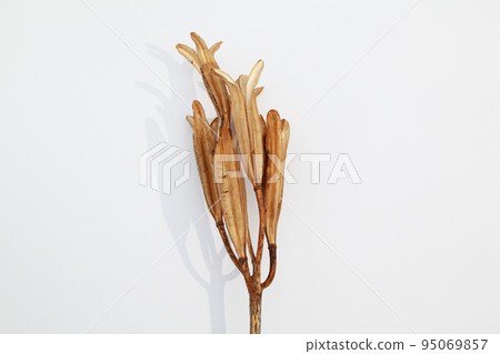 Easter lily shell that withers and becomes a seed and connects life to the next generation Easter lily shell that withers and becomes a seed and connects life to the next generation 95069857