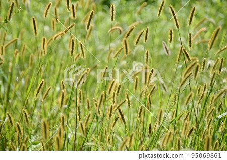 一隻貓在風中搖曳 一隻貓在風中搖曳 95069861