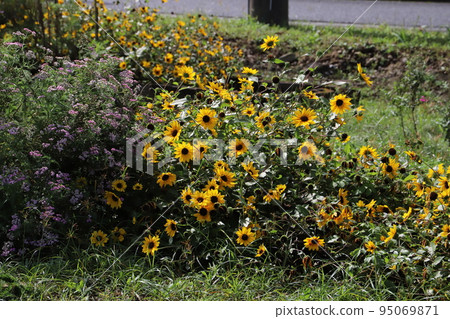 日本秋季公園盛開的黃色金光菊花和粉紅色的蓍草花 95069871