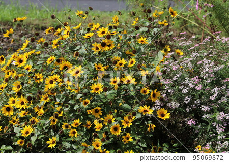 日本秋季公園盛開的黃色金光菊花和粉紅色的蓍草花 95069872