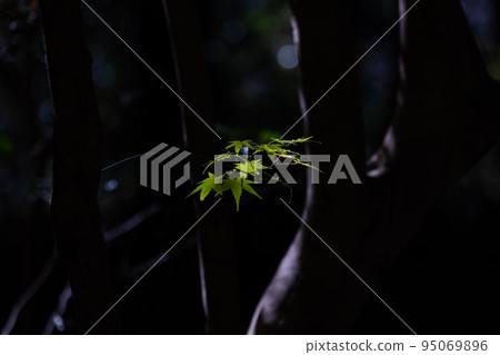 EOSR6.Hiroshima Buttsuji, Artist Momiji. 95069896