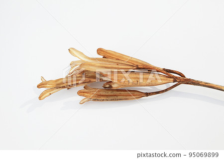 Easter lily shell that withers and becomes a seed and connects life to the next generation 95069899