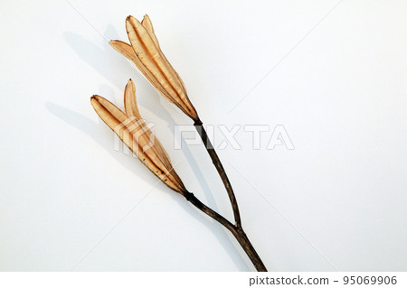 Easter lily shell that withers and becomes a seed and connects life to the next generation 95069906