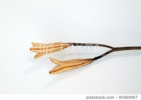 Easter lily shell that withers and becomes a seed and connects life to the next generation 95069907