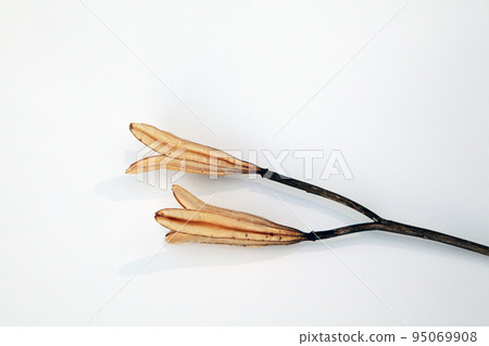 Easter lily shell that withers and becomes a seed and connects life to the next generation 95069908