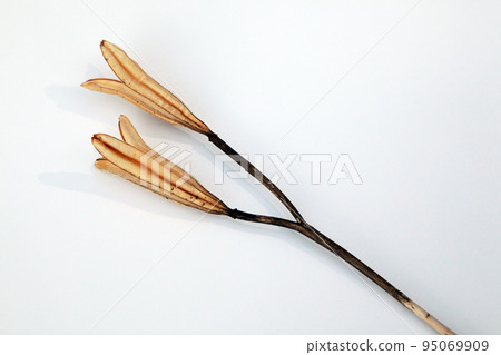 Easter lily shell that withers and becomes a seed and connects life to the next generation 95069909