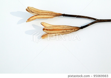 Easter lily shell that withers and becomes a seed and connects life to the next generation 95069983