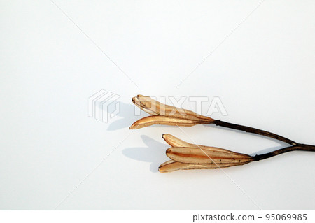 Easter lily shell that withers and becomes a seed and connects life to the next generation 95069985