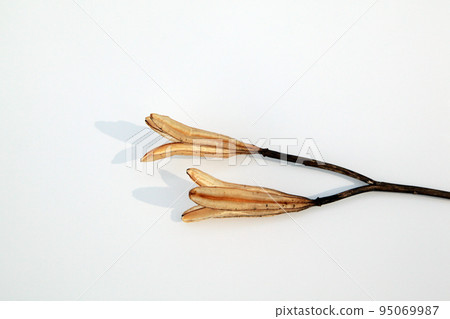 Easter lily shell that withers and becomes a seed and connects life to the next generation 95069987