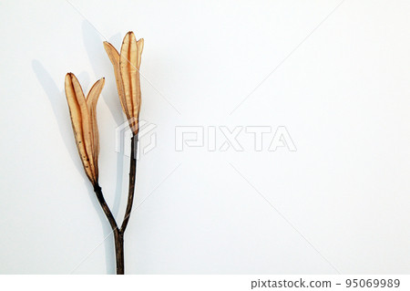 Easter lily shell that withers and becomes a seed and connects life to the next generation Easter lily shell that withers and becomes a seed and connects life to the next generation 95069989