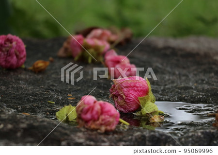 Fallen water bud 95069996