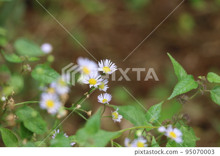 菊科花 菊科花 95070003