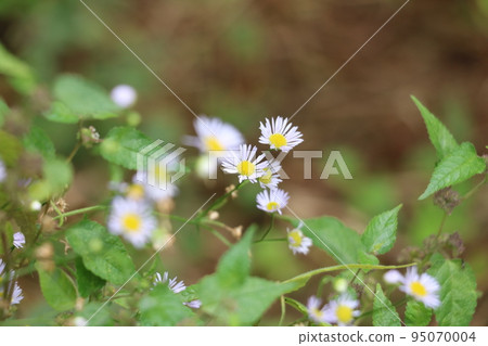 菊科花 菊科花 95070004