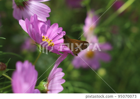日本秋季公園盛開的粉紅色宇宙花中蝴蝶吸食花蜜 95070073