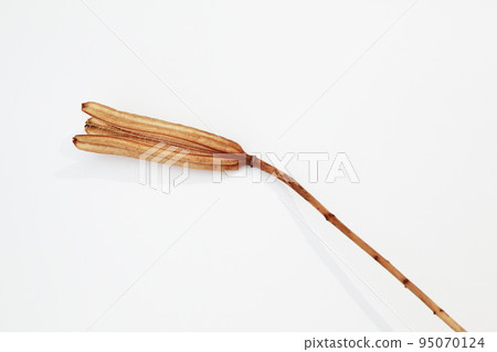 Easter lily shell that withers and becomes a seed and connects life to the next generation Easter lily shell that withers and becomes a seed and connects life to the next generation 95070124