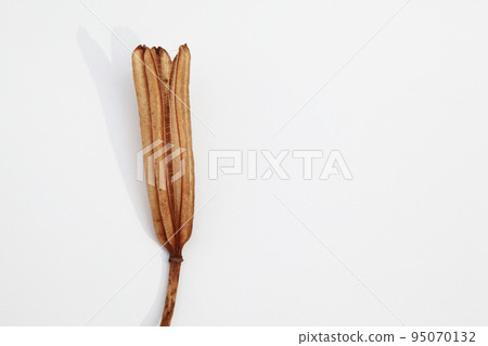 Easter lily shell that withers and becomes a seed and connects life to the next generation 95070132