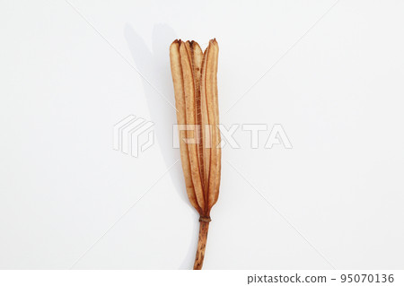 Easter lily shell that withers and becomes a seed and connects life to the next generation Easter lily shell that withers and becomes a seed and connects life to the next generation 95070136