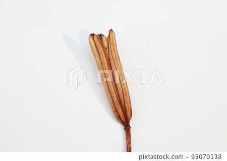 Easter lily shell that withers and becomes a seed and connects life to the next generation 95070138